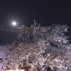 「スーパームーンと桜です。
ゆきこさんの昨…」(1枚目)