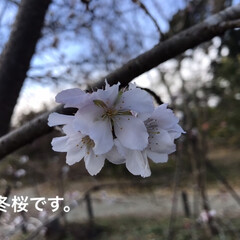 「桜も色々ありますね！
白色一重咲きです。」(1枚目)