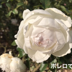 「フランスの薔薇です。
白薔薇代表みたいな…」(1枚目)