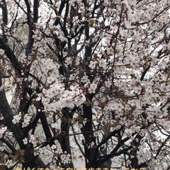 「いつも早咲桜なのですが、夜道に通るとはい…」(2枚目)