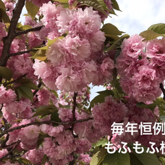 「関山
(カンザン)
という八重桜です🌸
…」(1枚目)