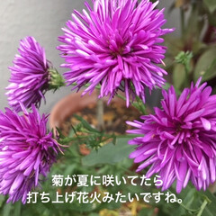 「目を引く菊が似たような
濃いピンク色です😅」(1枚目)