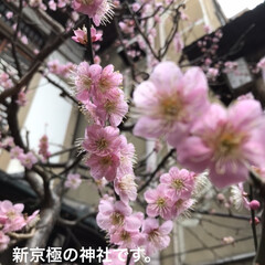 「新京極にある錦天満宮さん。
梅が綺麗です…」(1枚目)