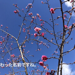 「秋から4月まで咲く桜です。
埼玉の育種家…」(2枚目)