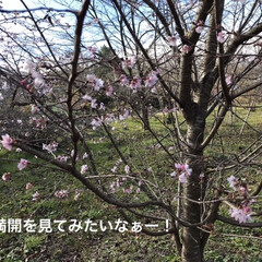 「桜色々ありますね！」(2枚目)