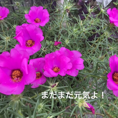 「夏から元気に咲いてます
ご近所さんのお花…」(1枚目)