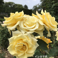 「黄色薔薇好きなんです🌹」(1枚目)