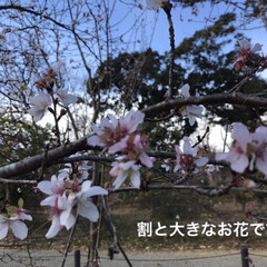 「桜も色々ありますね！
白色一重咲きです。」(2枚目)