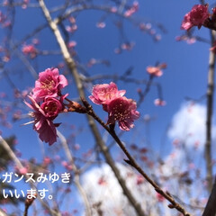 「秋から4月まで咲く桜です。
埼玉の育種家…」(1枚目)