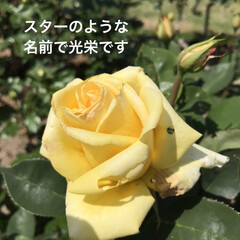 「黄薔薇大好き💕
京都の地名というか
学校…」(1枚目)