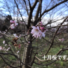 「桜色々ありますね！」(1枚目)