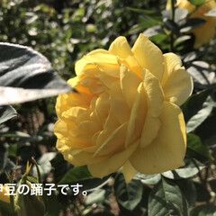 「日本の薔薇かと思いきや
フランス🇫🇷でし…」(1枚目)