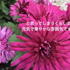 「目を引く菊が似たような
濃いピンク色です😅」(2枚目)