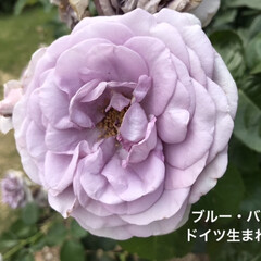 「アンニュイな薄紫が
素敵な薔薇ですね！」(1枚目)
