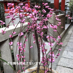 「新京極にある錦天満宮さん。
梅が綺麗です…」(5枚目)