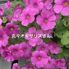 「可愛いピンク色です💕」(1枚目)