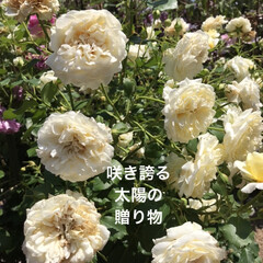 「夏にピッタリな
薔薇ですね🌹」(1枚目)