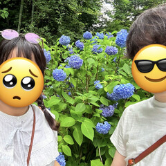 「亭主と紫陽花を見に行きました。…3週間前…」(1枚目)