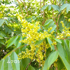 おでかけ ♡植物園の色々

今回は“ベリー”系が
…(6枚目)