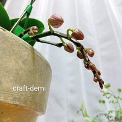 ミニ蘭の花 ベランダが賑やかな一方で
室内でも大切に…(2枚目)