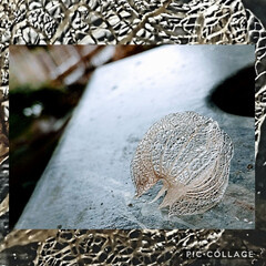 透かしほおずき/ホオズキ/ハンドメイド/手作り/ハンドメイド作品/LIMIA手作りし隊/... ♡ニカンドラ
この夏採れたニカンドラ(…