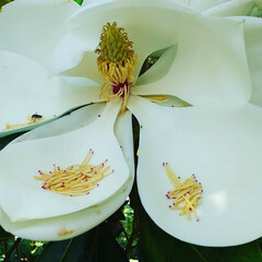 おでかけ/植物園/白い花/大きな花/タイサンボク/木の実/... ♡タイサンボク

植物園④

私の頭より…(3枚目)