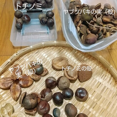 木の実雑貨/ハンドメイド ♡木の実雑貨

トチノミと椿の殻を使った…(2枚目)