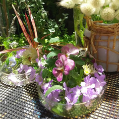 園芸/ベランダ園芸/ベランダ/ベランダガーデン/花 ♡花遊び
落ちた花や、折れたコ…摘んだ…