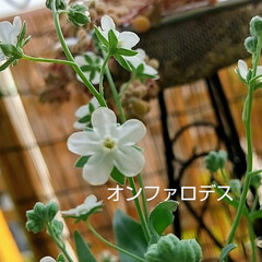 「今咲いてるお花

♡クリムゾンクローバー…」(3枚目)