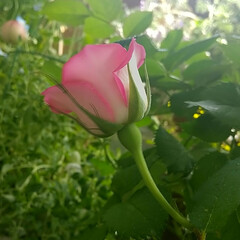 「一番花が咲いたよ

♡ミニ薔薇
♡ミニ蘭…」(3枚目)