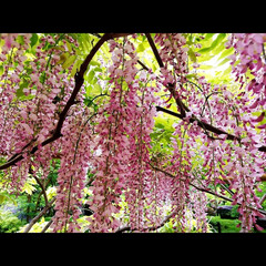 おでかけ/暮らし ♡過去写真
♡奈良・春日・万葉植物園
♡…(3枚目)