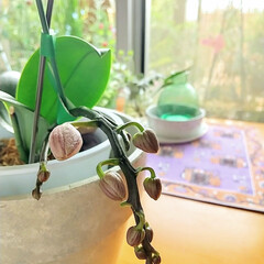 ミニ蘭の花 ベランダが賑やかな一方で
室内でも大切に…(1枚目)