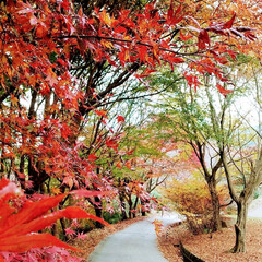 寺/山/散策/紅葉/おでかけ/植物/... ♡紅葉散策🍁
岩湧山に🍁散策に行ってき…