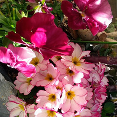 葉牡丹/パンジー/プリムラ/ライスフラワー/花/ベランダ 2日続いて春の陽気。
嬉しくって、ついつ…(3枚目)