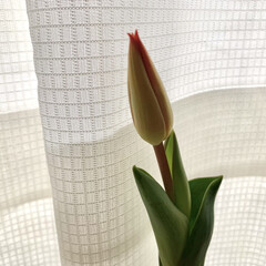 チューリップ/水栽培/花のある暮らし/花が好き おはようございます🧸☔️
シトシト、ザ…