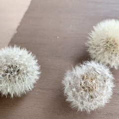 たんぽぽの綿毛/タンポポ/ドライフラワーのある暮らし/ドライフラワー 花遊び。

タンポポの綿毛のドライです🤗…(1枚目)