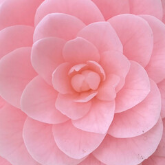 春カラー/ピンク/ツバキ/植物写真/花のある暮らし 乙女椿かな？
すごくミルキーで可愛い色の…(1枚目)