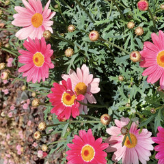 ピンク/マーガレット/花が好き/植物写真 こんにちは🧸🔆

もう春ってことでいいん…(1枚目)