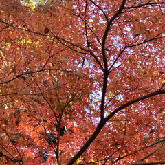 ご近所散歩/紅葉/イロハモミジ/植物写真 おはようございます🧸🔆
今日も涼しいけ…