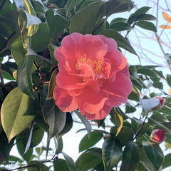 ご近所散歩/ツバキ/花が好き/植物写真 おはようございます🧸🔆
昨夜は職場トー…