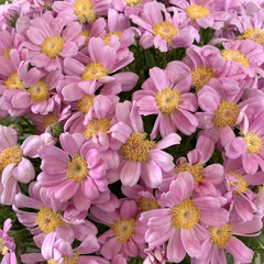 ピンク/サイネリア/花が好き/植物写真 おはようございます🧸🔆

春になって広場…(1枚目)
