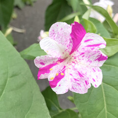 ご近所散歩/オシロイバナ/花が好き/植物写真 こんにちは🧸💭

雨が降るのか降らないの…(1枚目)