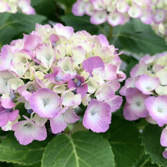 紫陽花/アジサイ/花が好き/植物写真 おはようございます🧸🔆

昨日は日中暑く…(1枚目)