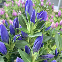 竜胆/リンドウ/花が好き/植物写真 おはようございます🧸💭

紫が綺麗なリン…(1枚目)