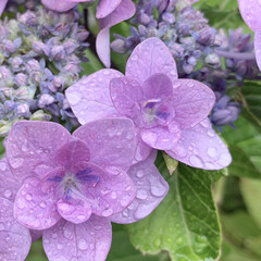 ご近所散歩/紫陽花/アジサイ/花が好き/植物写真 おはようございます🧸🔆

今朝は、あれ？…(1枚目)
