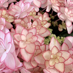 ピンク/紫陽花/アジサイ/花が好き/植物写真 おはようございます🧸💦

今日は1日雨模…(1枚目)