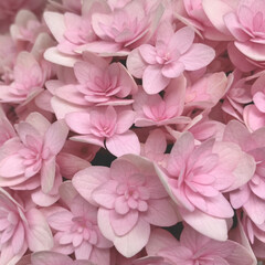 ピンク/紫陽花/アジサイ/花が好き/植物写真 おはようございます🧸🔆

今朝はどこかで…(1枚目)