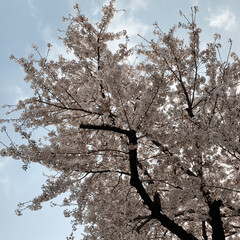 街路樹/桜/花が好き/植物写真 こんにちは🧸🔆

家の前の街路樹は桜です…(1枚目)