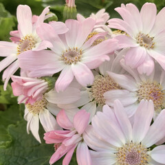 ピンク/サイネリア/花が好き/植物写真 おはようございます🧸🔆

今日から2月で…(1枚目)