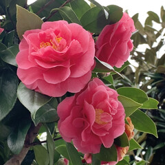 八重咲き椿/ご近所散歩/花が好き/植物写真 おはようございます🧸🔆
予報よりも暖か…